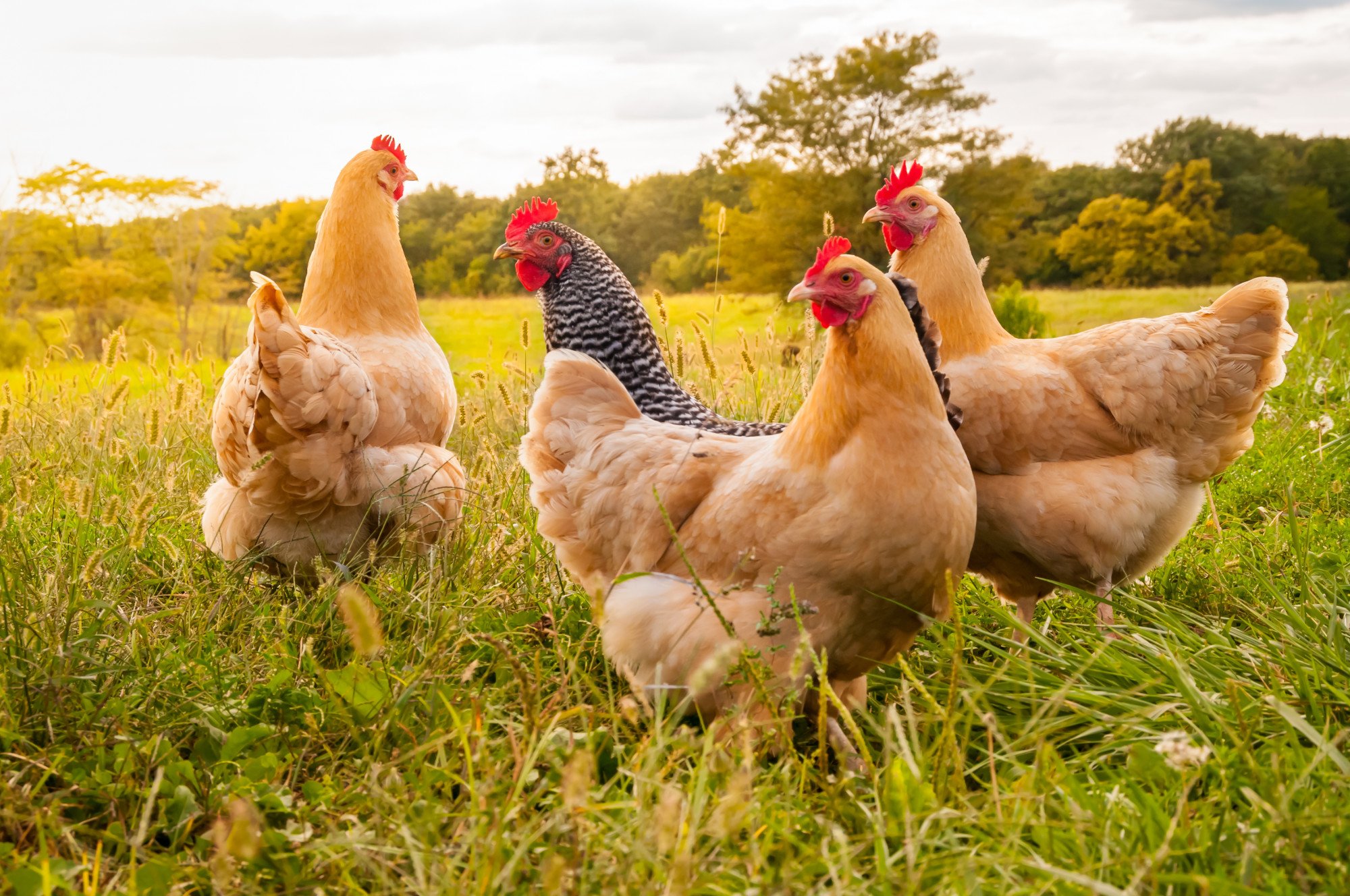 Six Modern Livestock and Poultry Production Trends for 2023